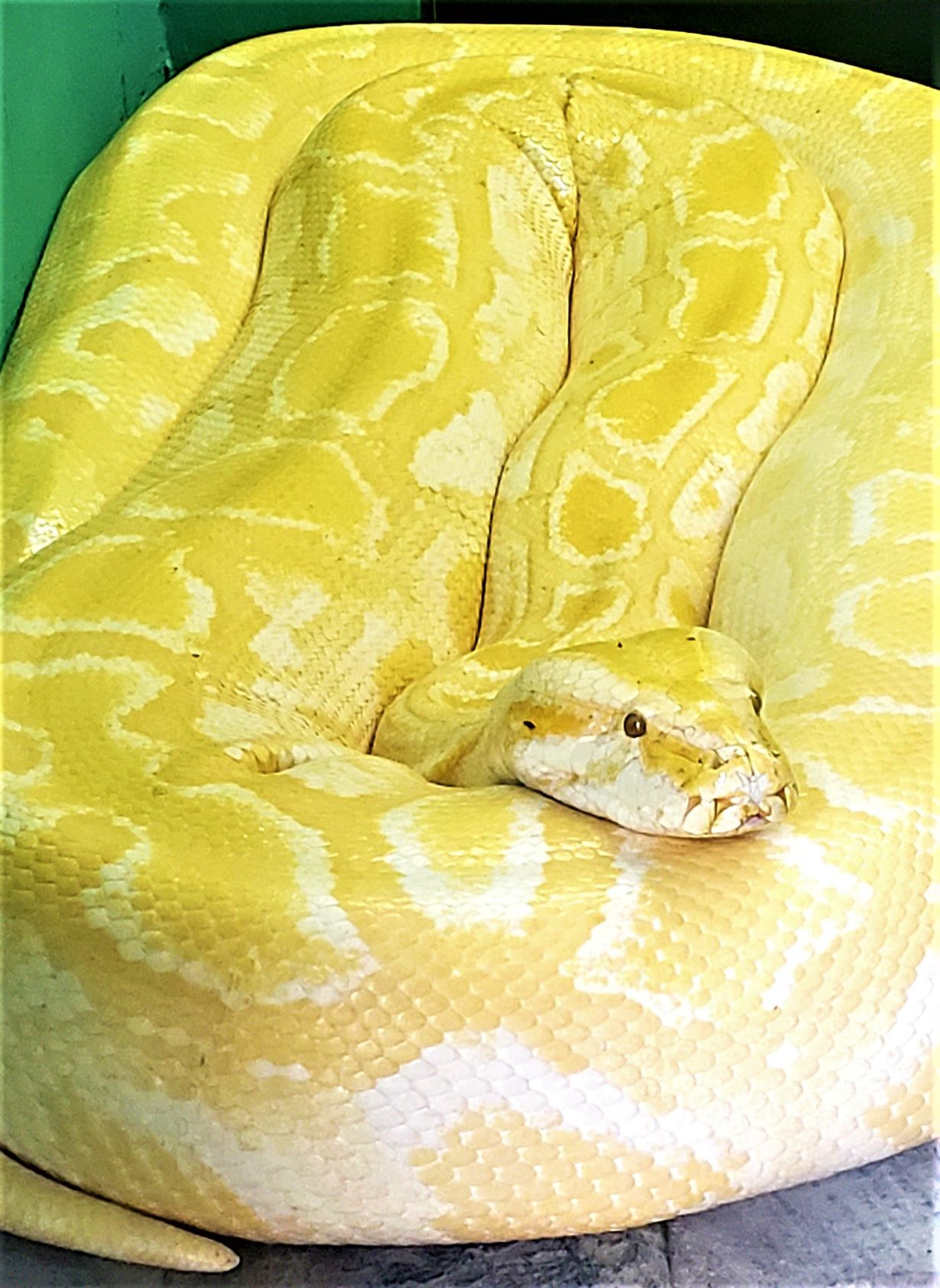 mustard